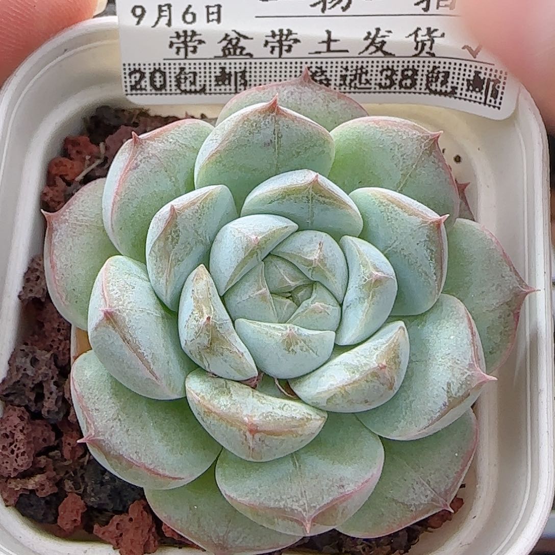 多肉0906-127暗纹系