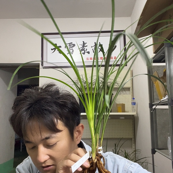 大部分花苞少量开放