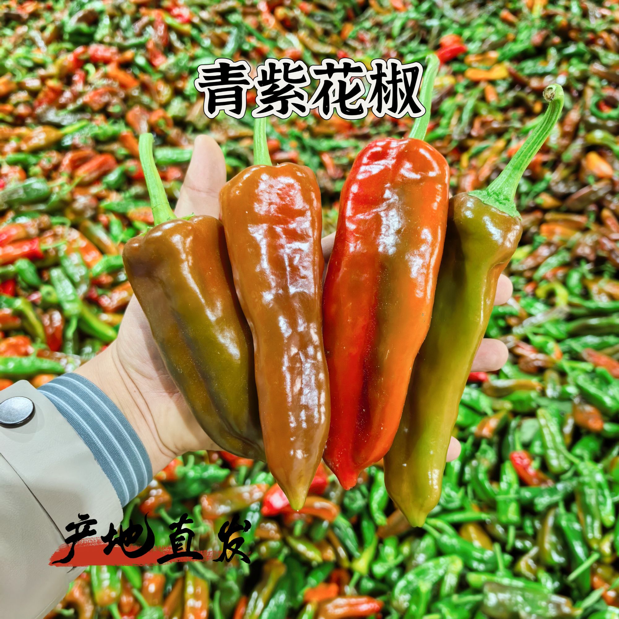 【彩花椒】安徽芜湖江北农户自种花色辣椒微辣彩椒薄皮肉厚汁多