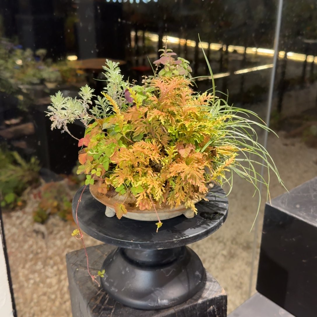 全部花朵山野草日本南蛮盆
