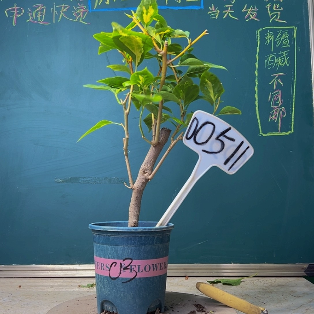 当前无花栽培后可以开花金心橙白  00511