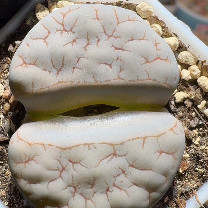 生石花111121。  3.5左右。  316