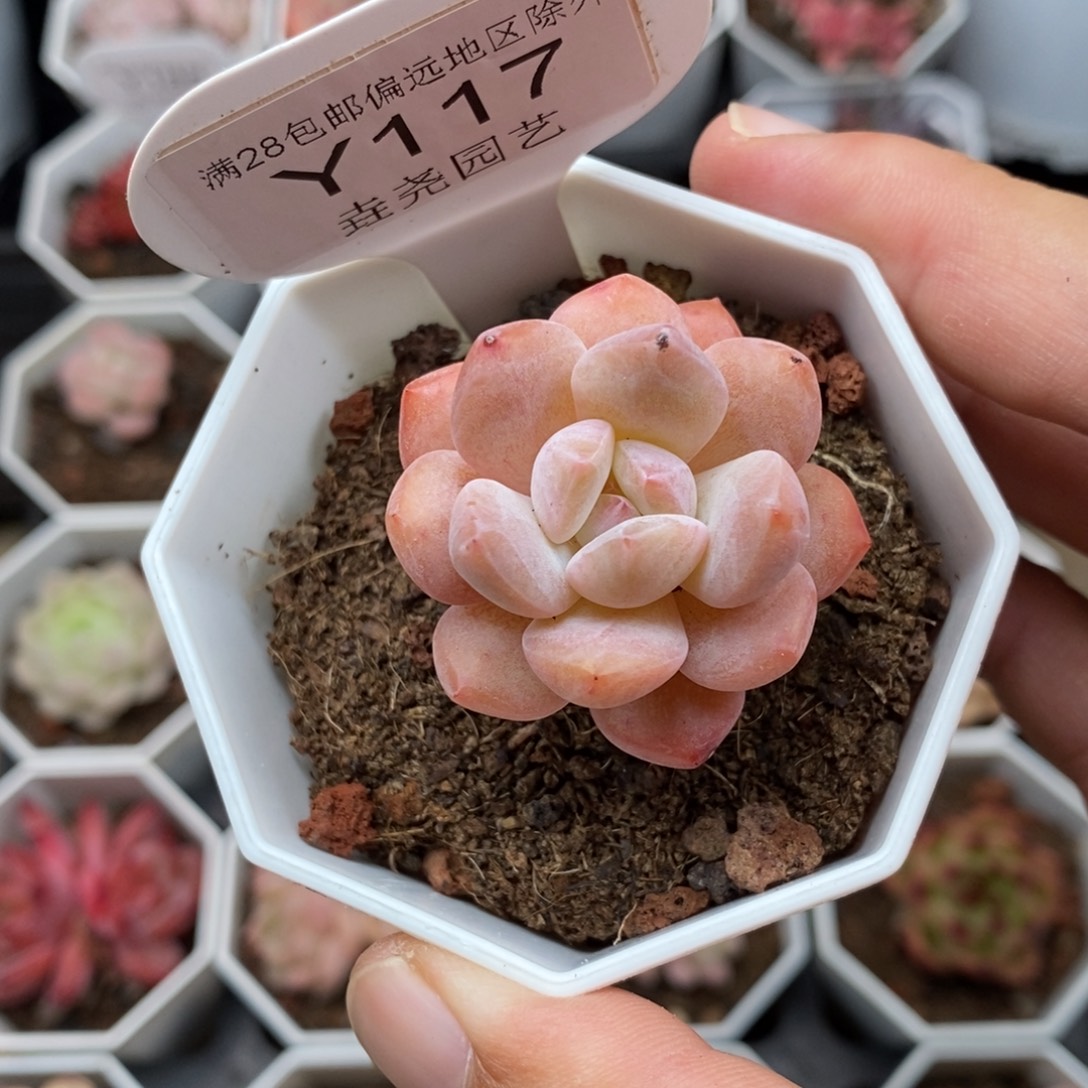 0117 op冰玉单头 3.5cm