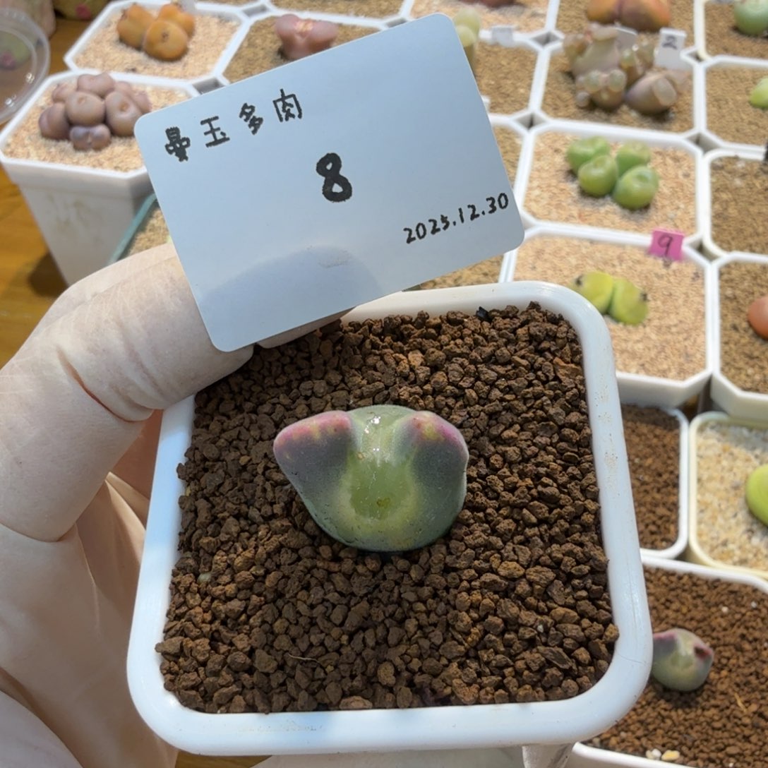 落***雨多肉多肉多肉12.30-008