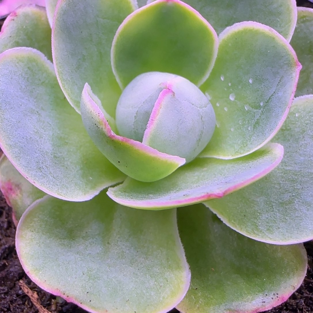 蜜桃心粉红色玫瑰单头4.8厘米1424272727