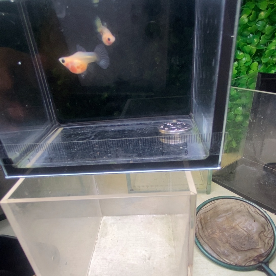 孔雀鱼蕾丝玻璃猫球体一对