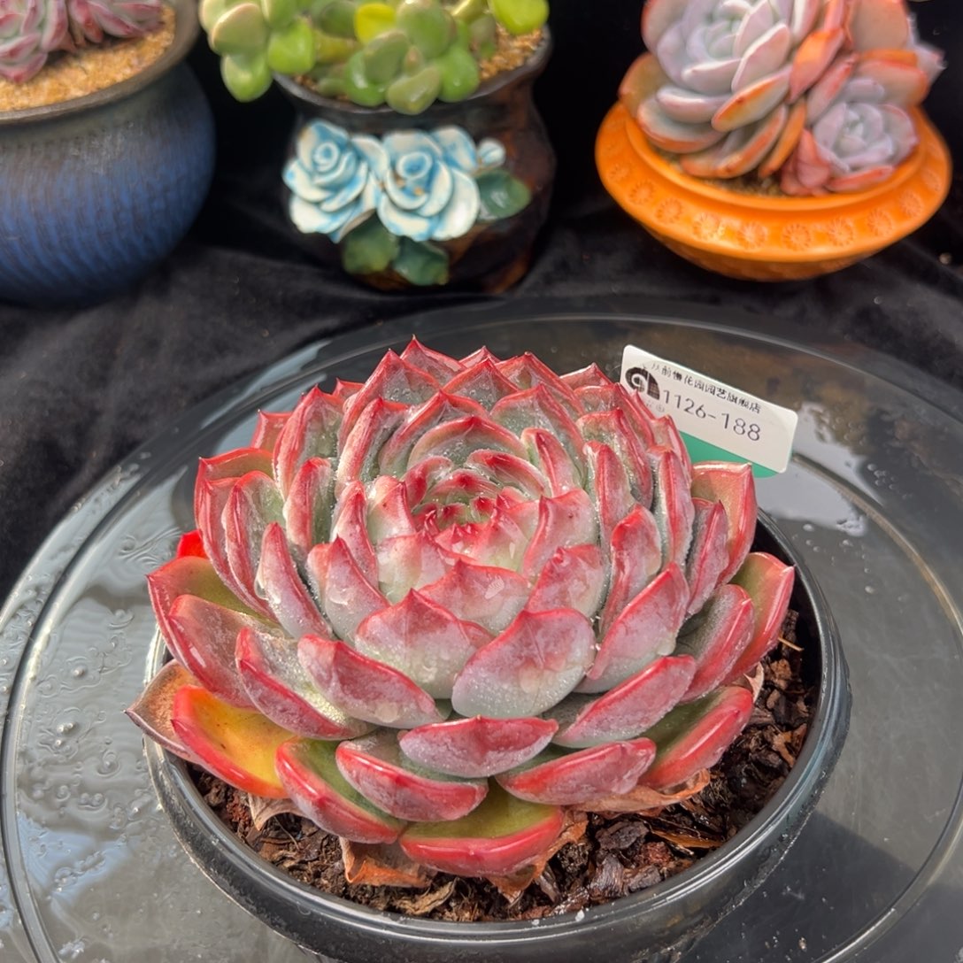 从前慢花园多肉编号1126-188