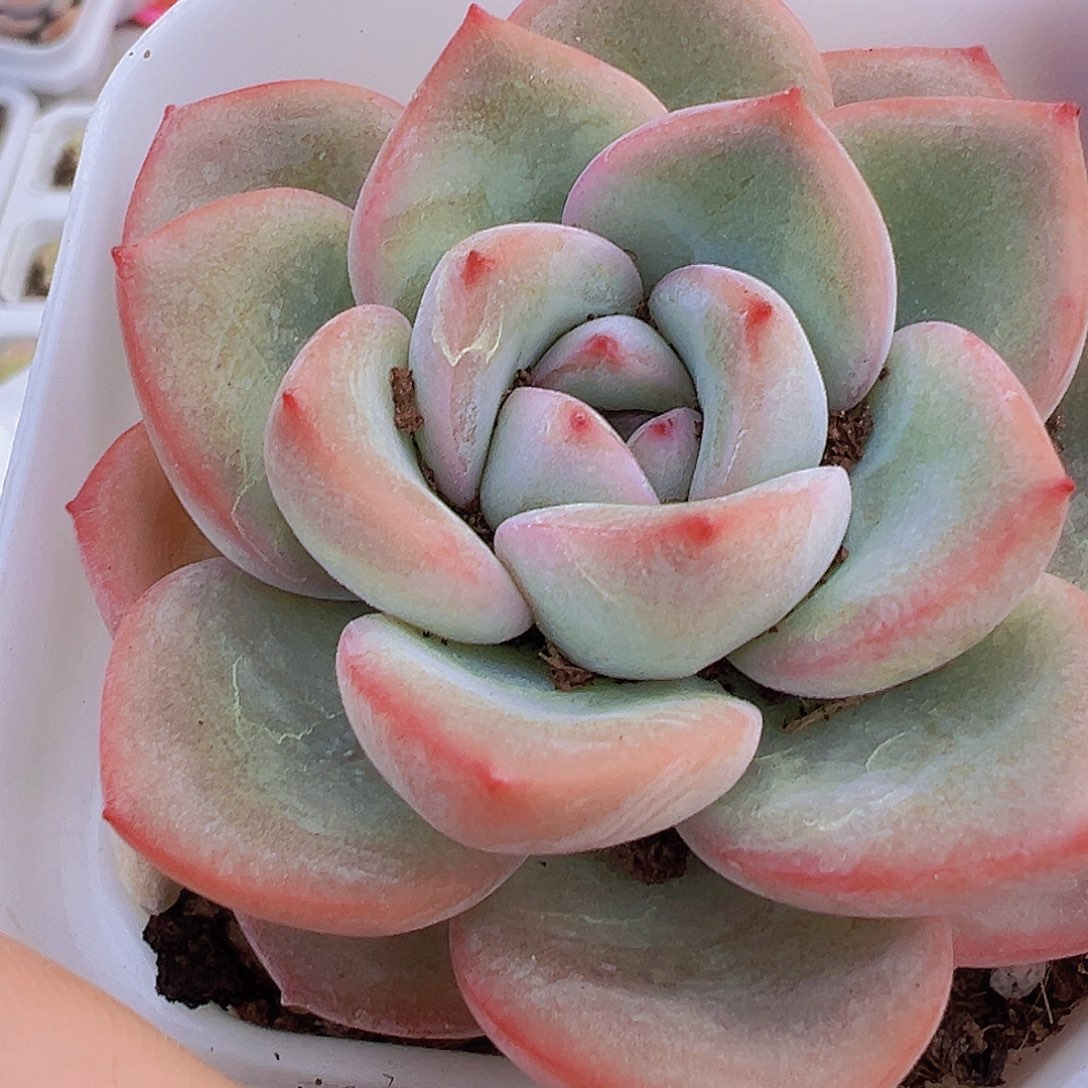 奶油泡芙2盆19by植物