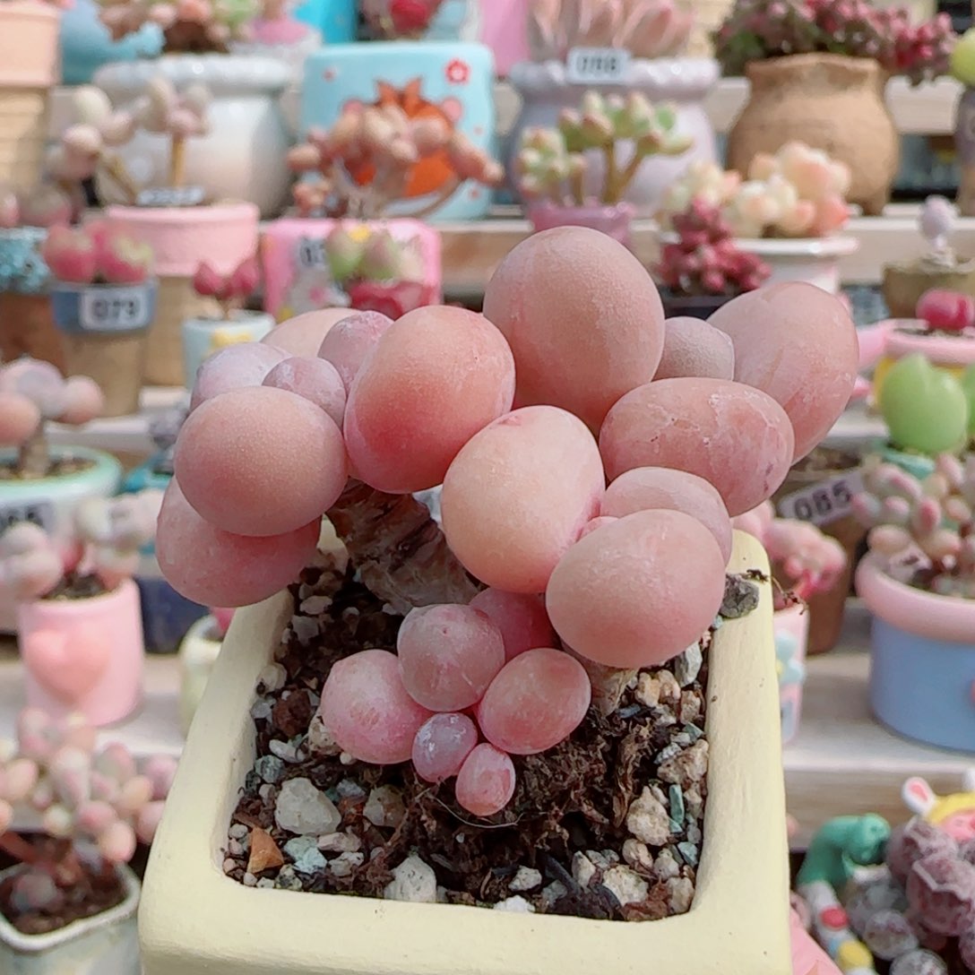 造型 蛋黄奶 盆口3.5cm