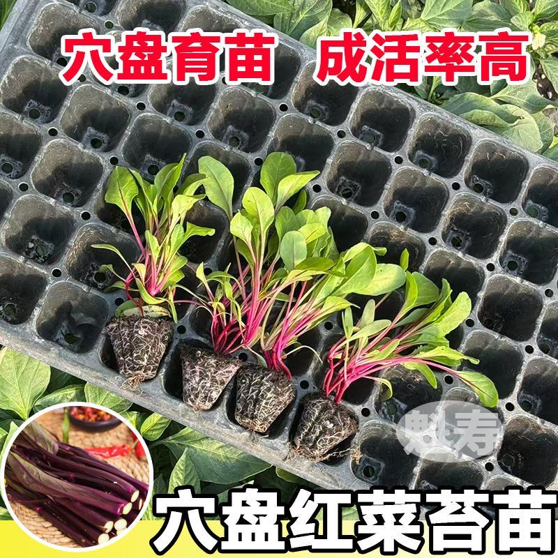 红菜苔秧苗菜苔苗带土紫芸菜苔红油菜苔洪山菜苔湖北菜心蔬菜苗