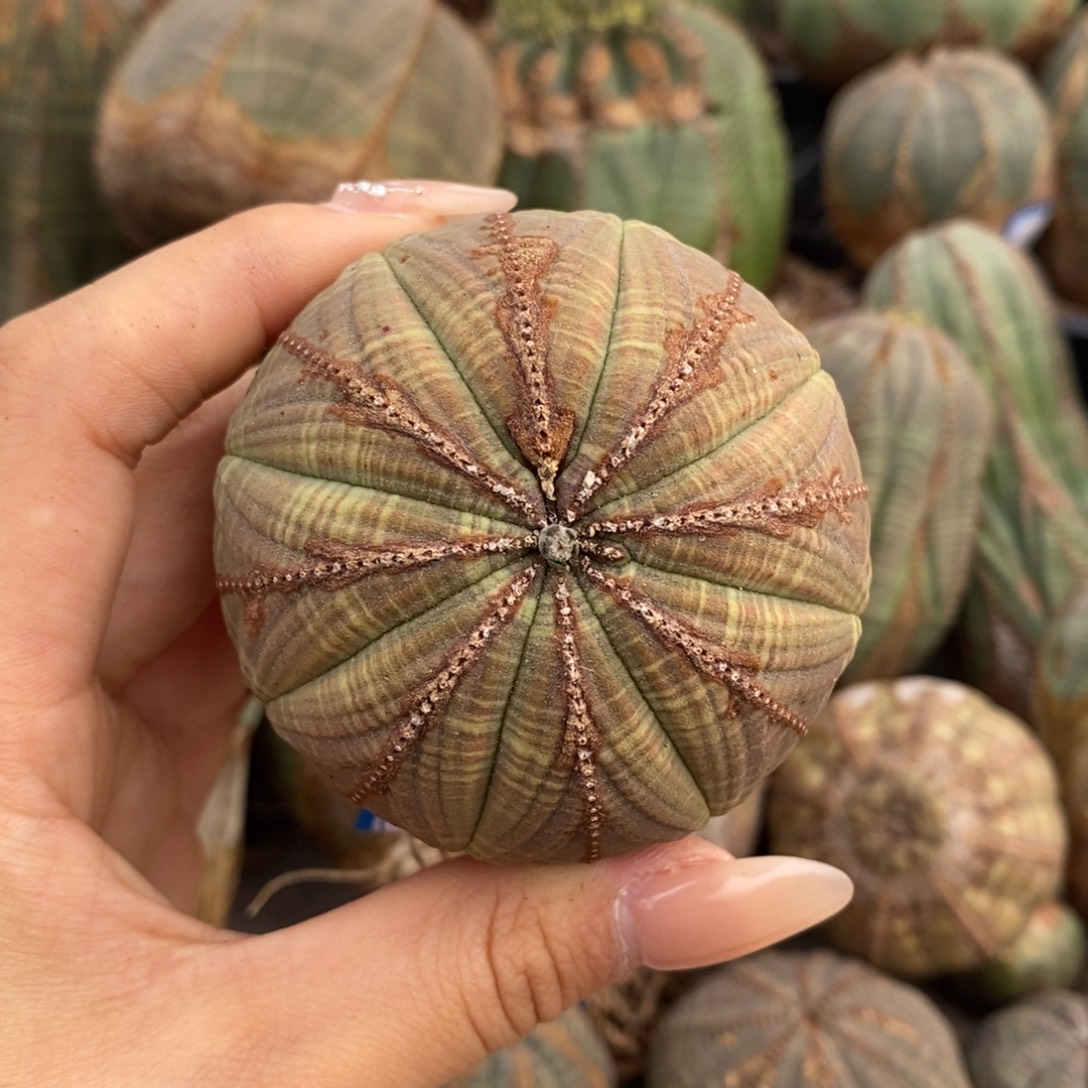 6欧系实生布纹球一物一拍