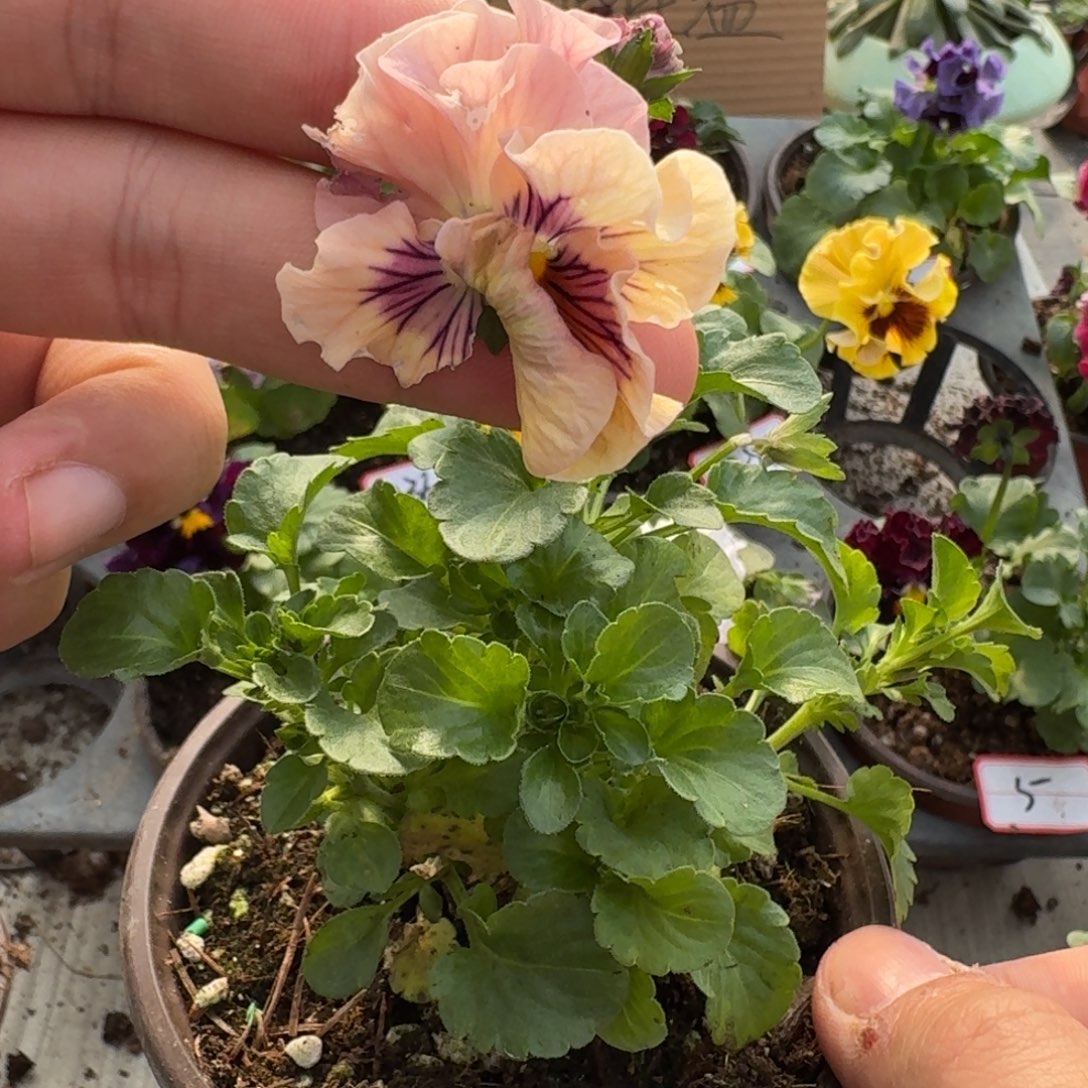 大部分花苞少量开放197