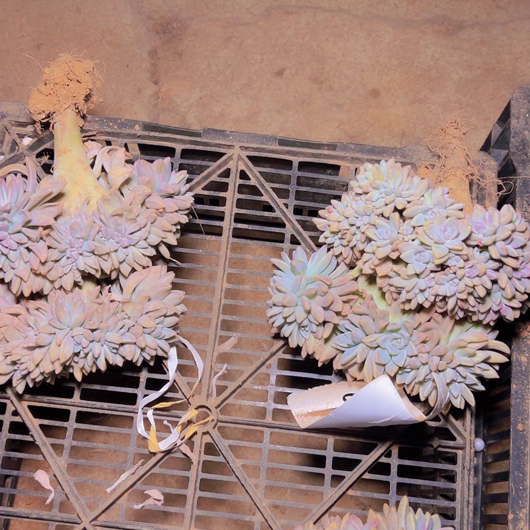 肉****任淡雪板子4棵发货