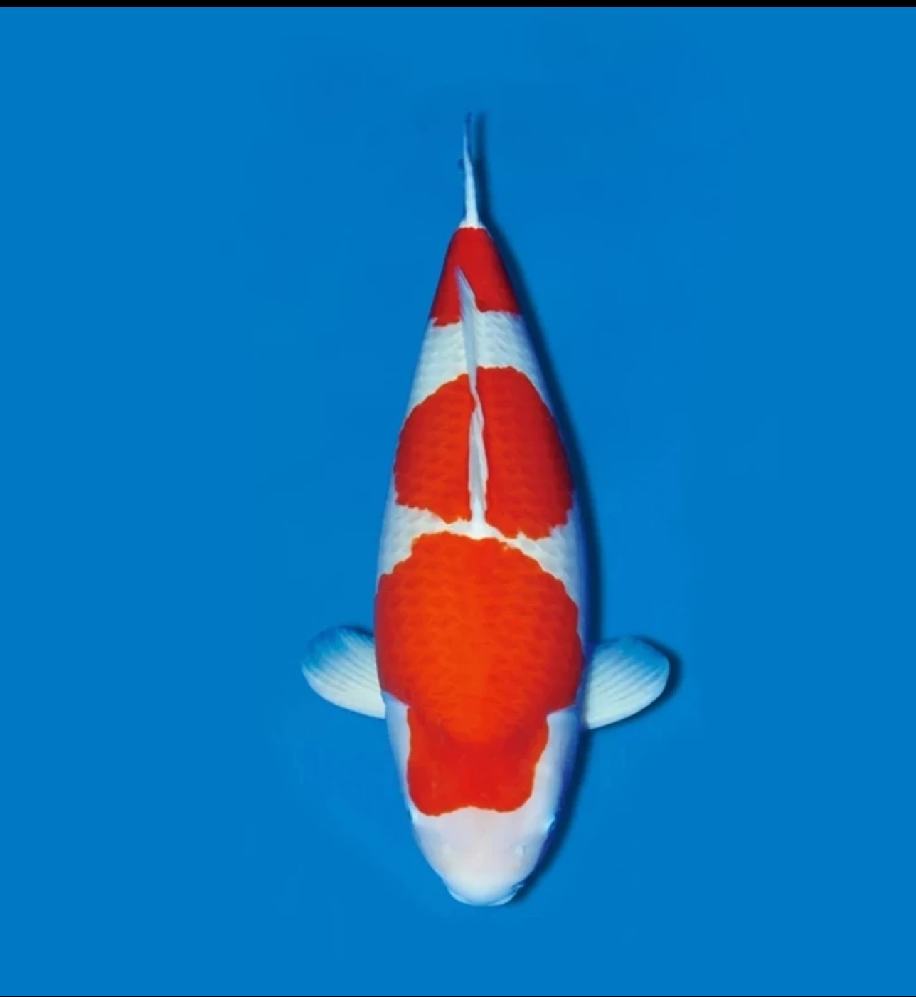 包开箱活没有开箱没售后