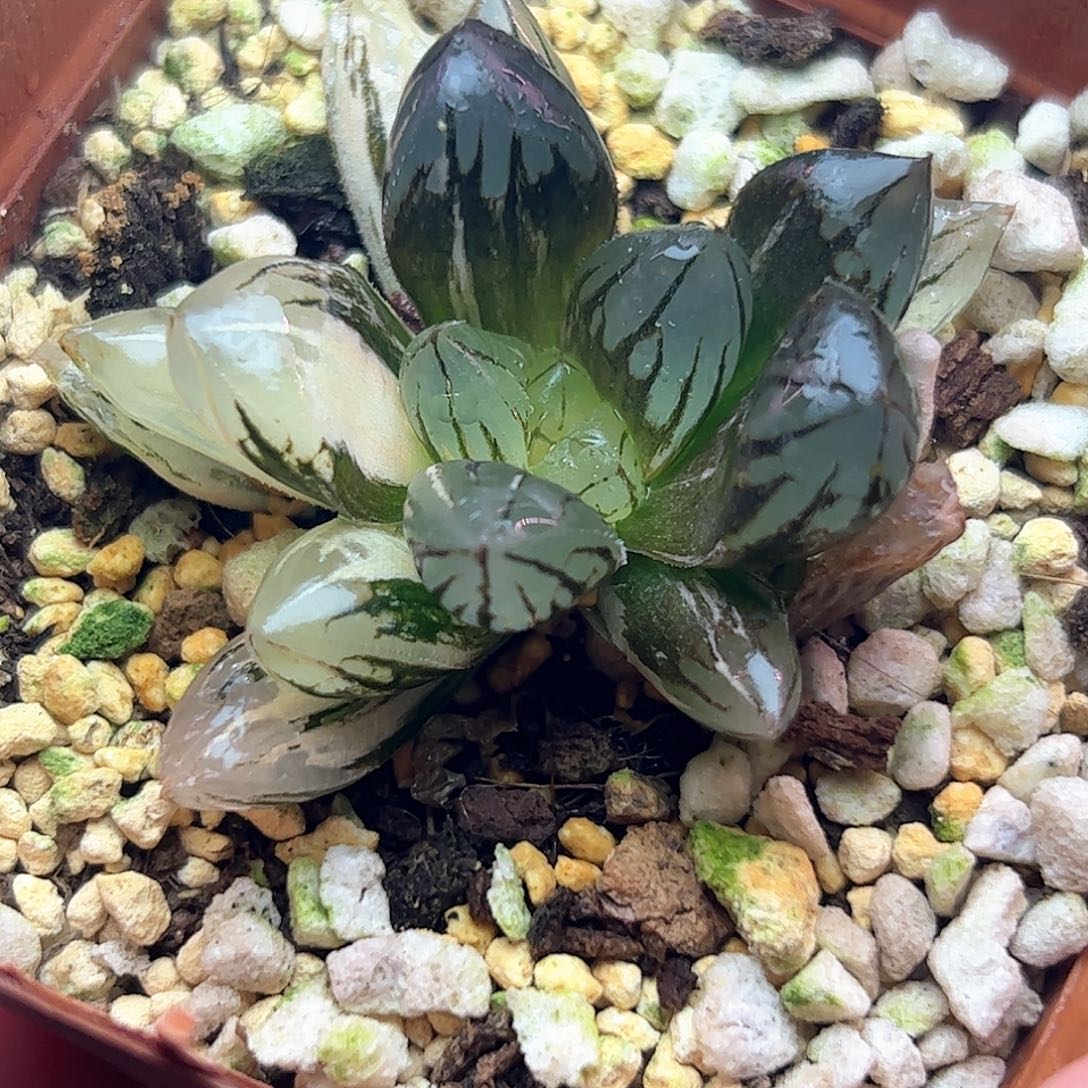 水晶锦十二卷多肉植物