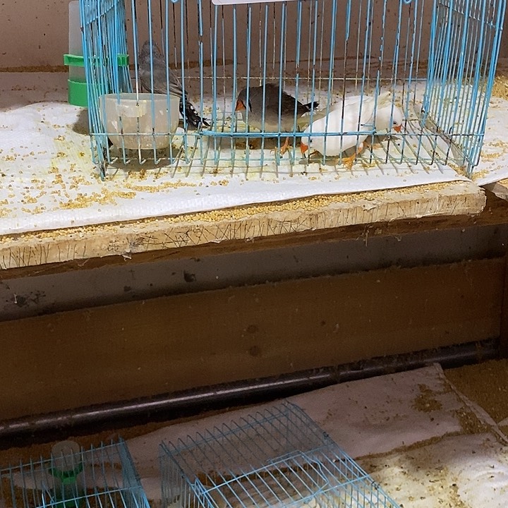 珍珠鸟@*白加灰珍珠鸟