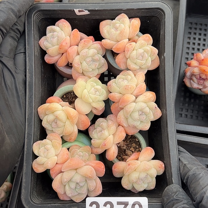 3370，六个双头冰玉带盆发的时候