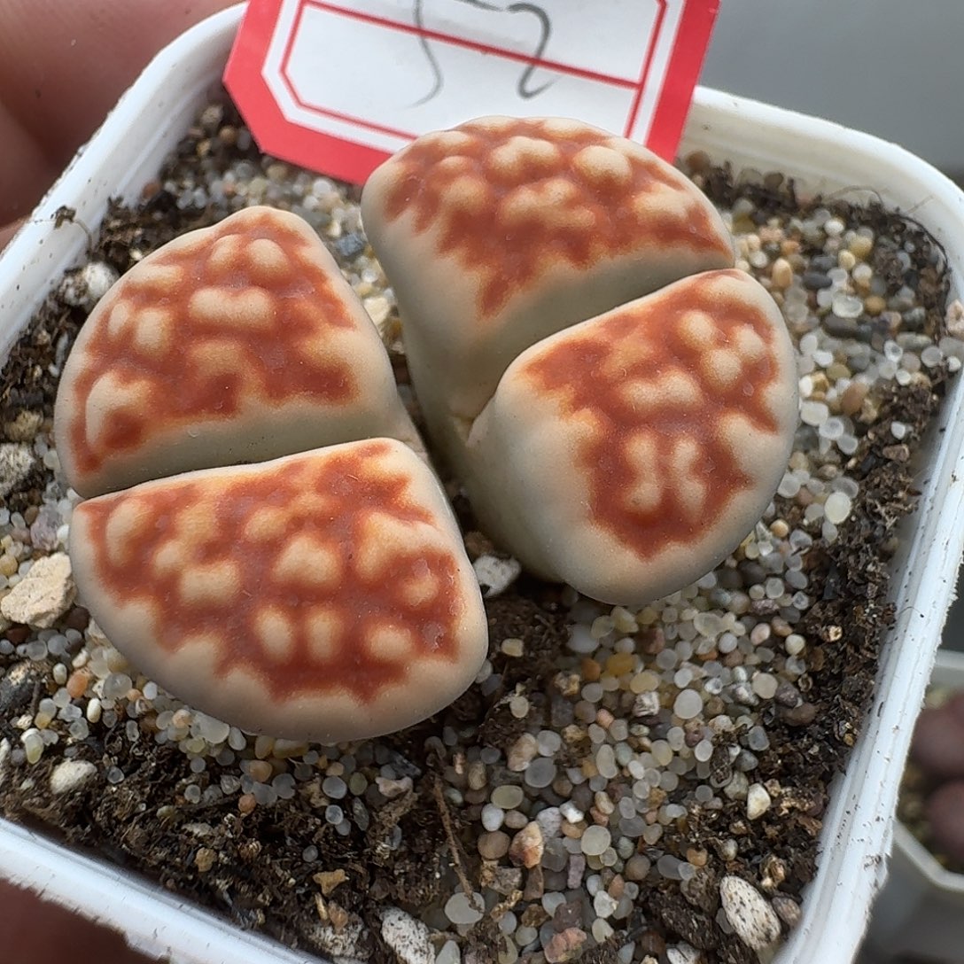 52多肉哈哈哈哈哈哈哈哈哈