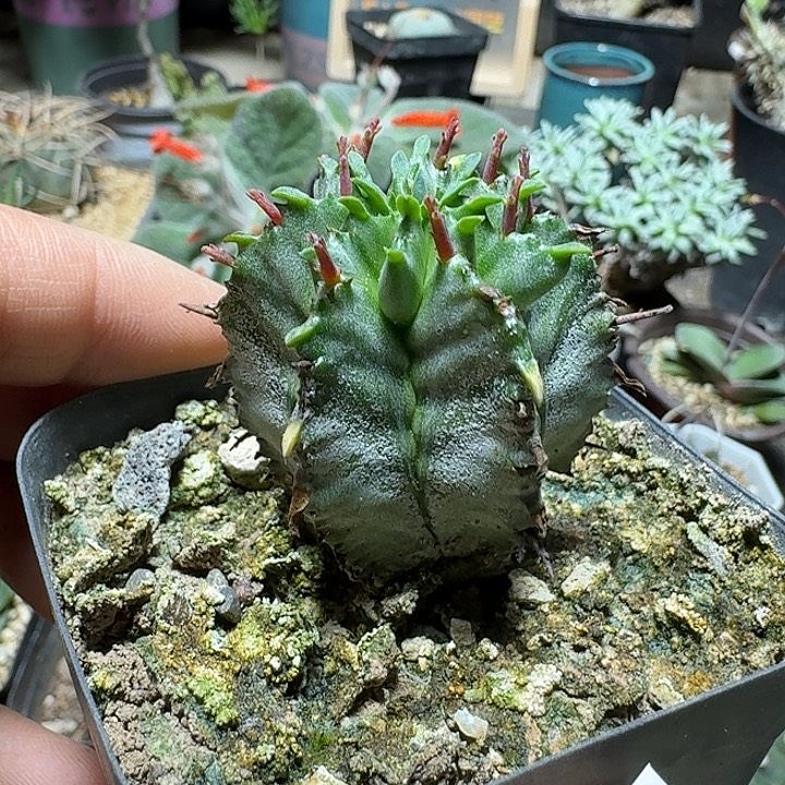 945白衣魁伟玉脱土发货