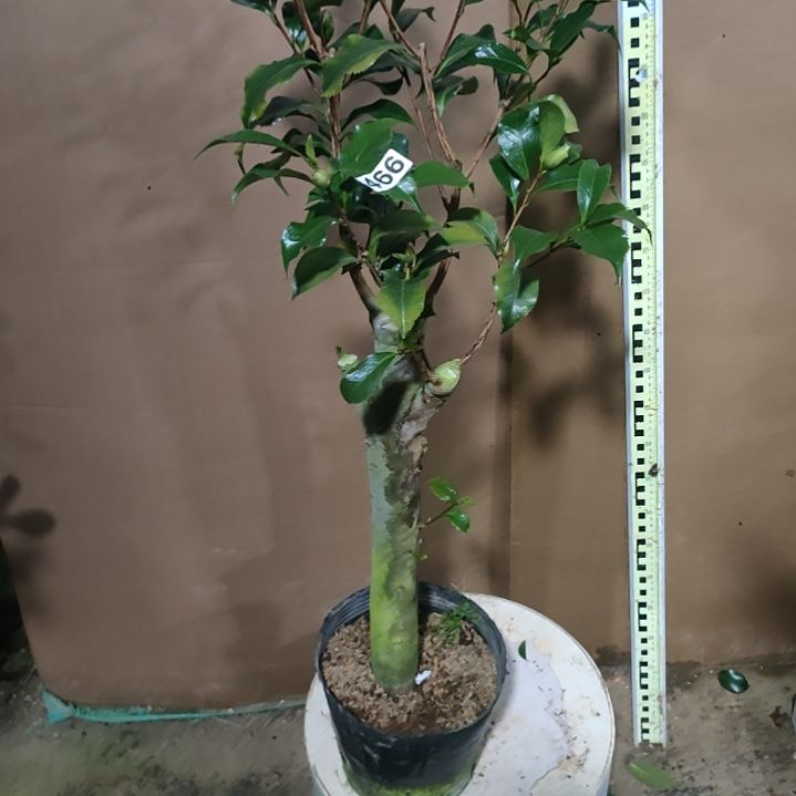 466黑魔法，原盆原土发货，不包邮