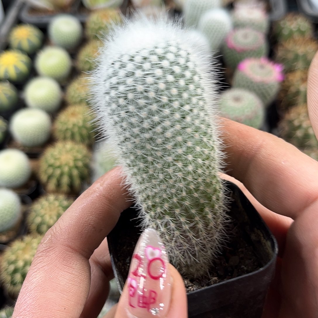 白小丁单头发货有根