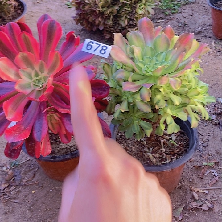 678两个老庄朵朵特价不