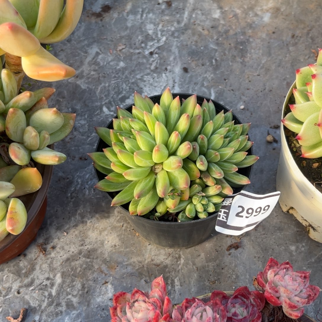 青花瓷多肉植物2999