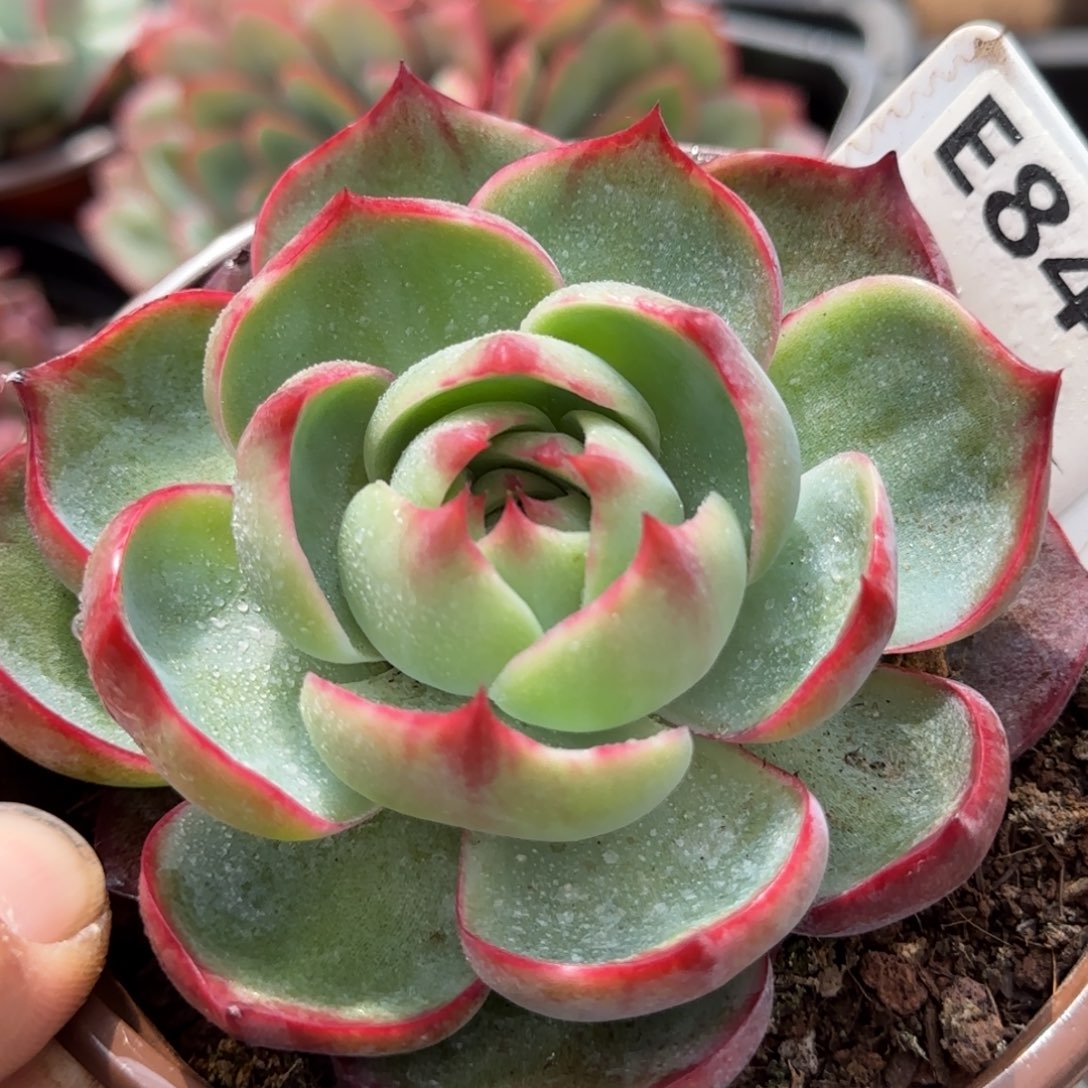 玫瑰惊鸿一物一拍包装收缩花旱840