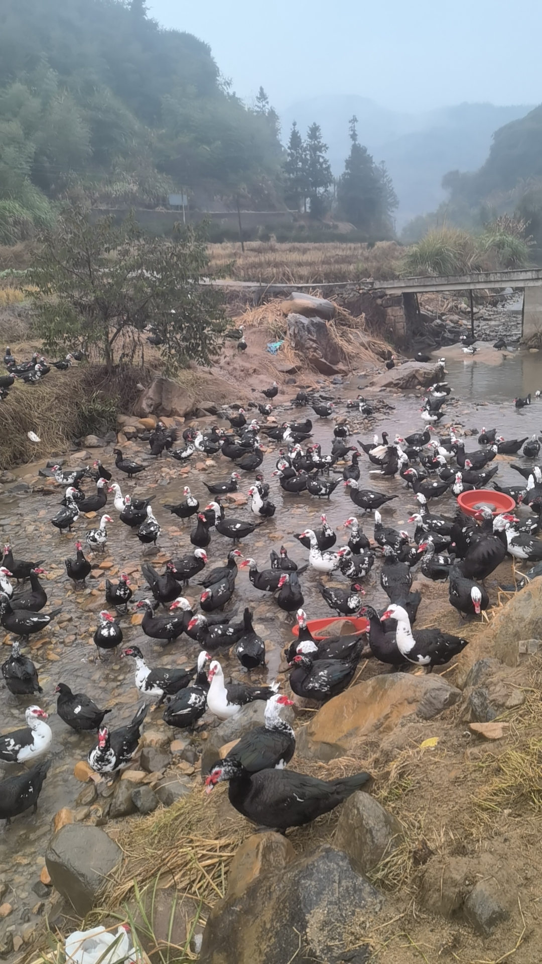 （现称改价）散养老番鸭公虎纠闽清黑羽全番 顺丰包邮