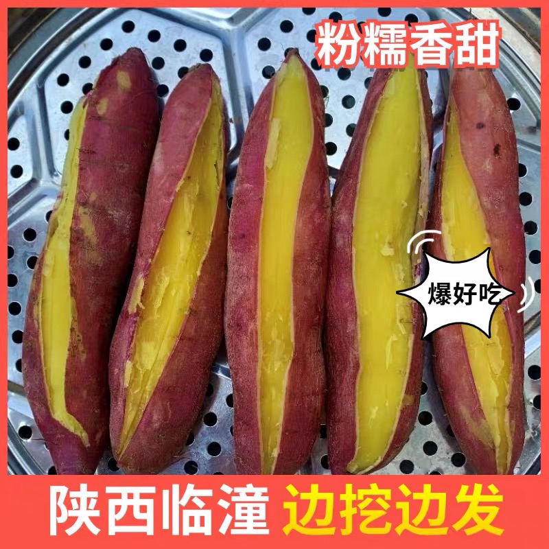 陕西临潼板栗红薯正宗沙地现挖新鲜番薯小香薯甜地瓜农家自种50kg