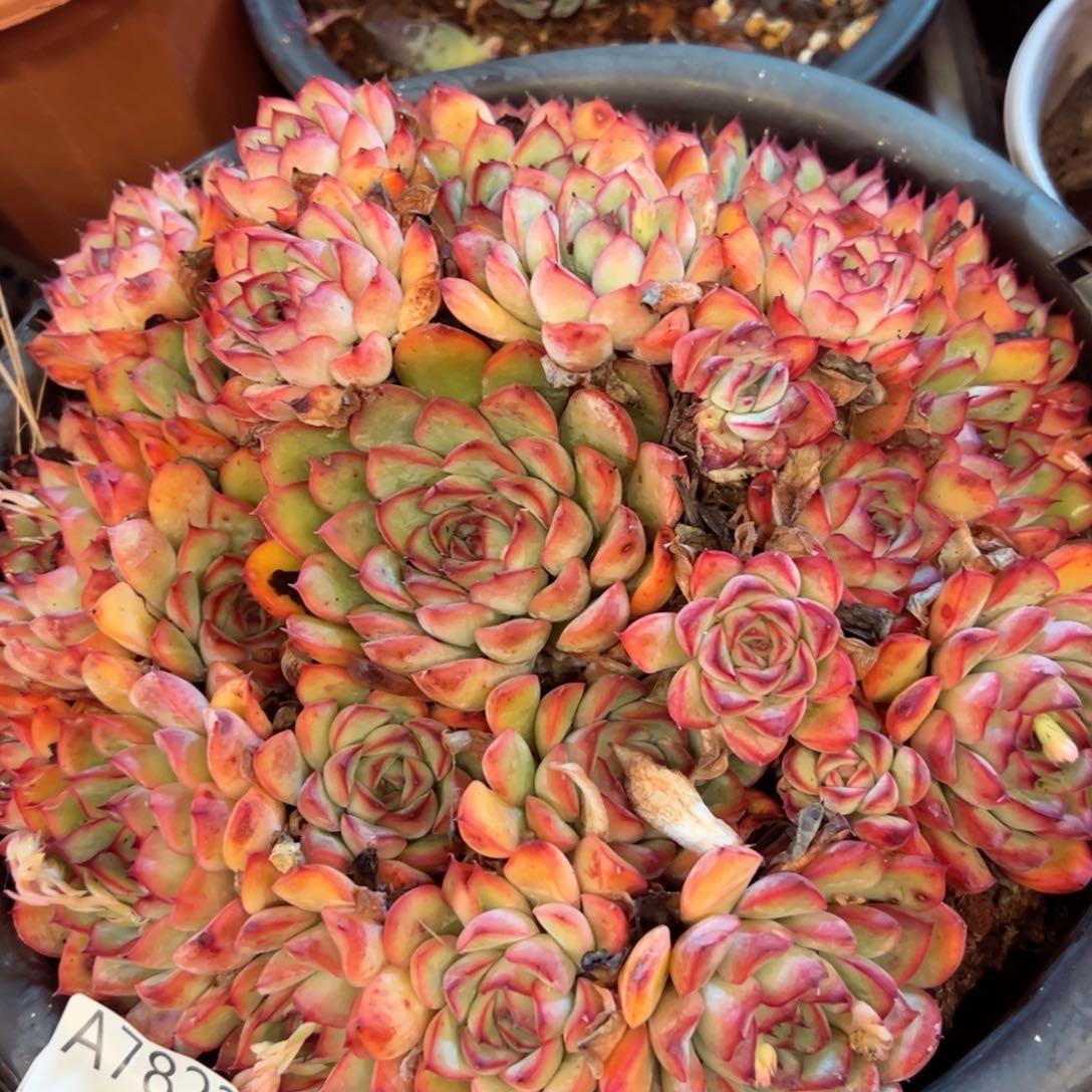 幸运的是我的朋友们