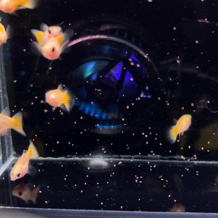 孔雀鱼黄金玻璃猫清缸10条