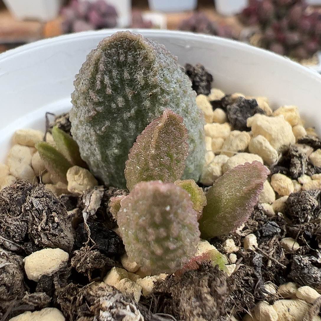 实生新品多肉水泡植物