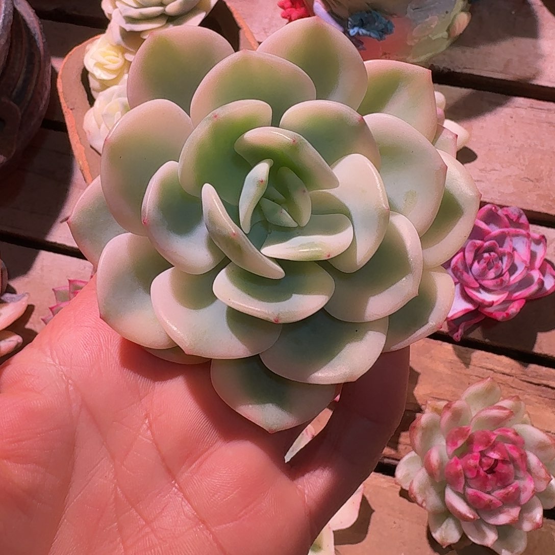 白月光锦多肉多肉多肉多肉