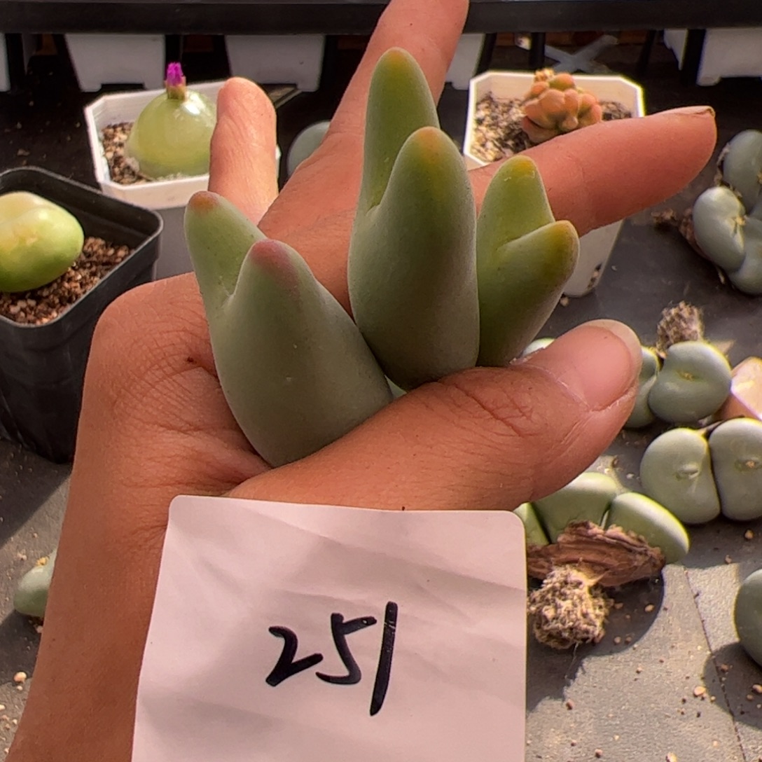 派***仙251号百花杂45810.29多肉