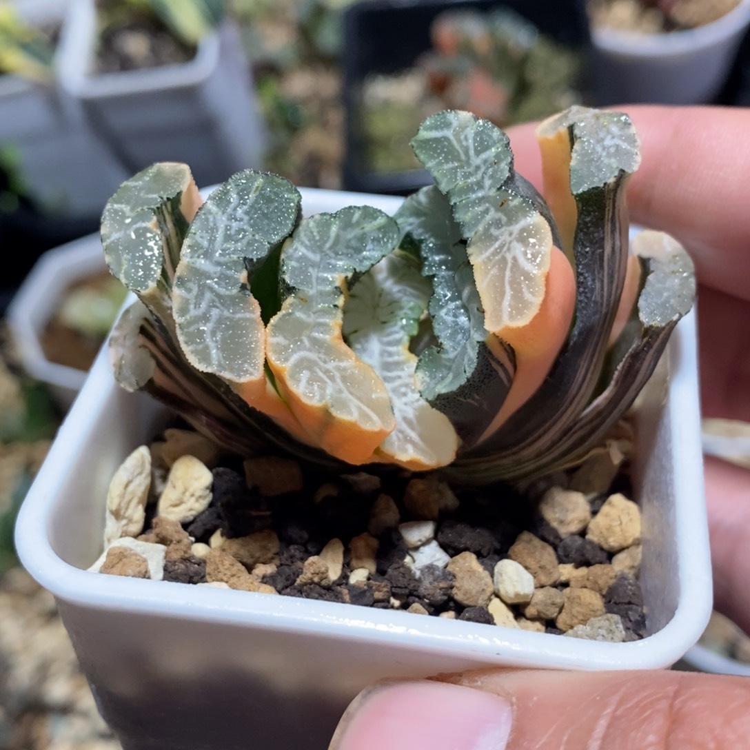 一颗玉扇锦 开播福利