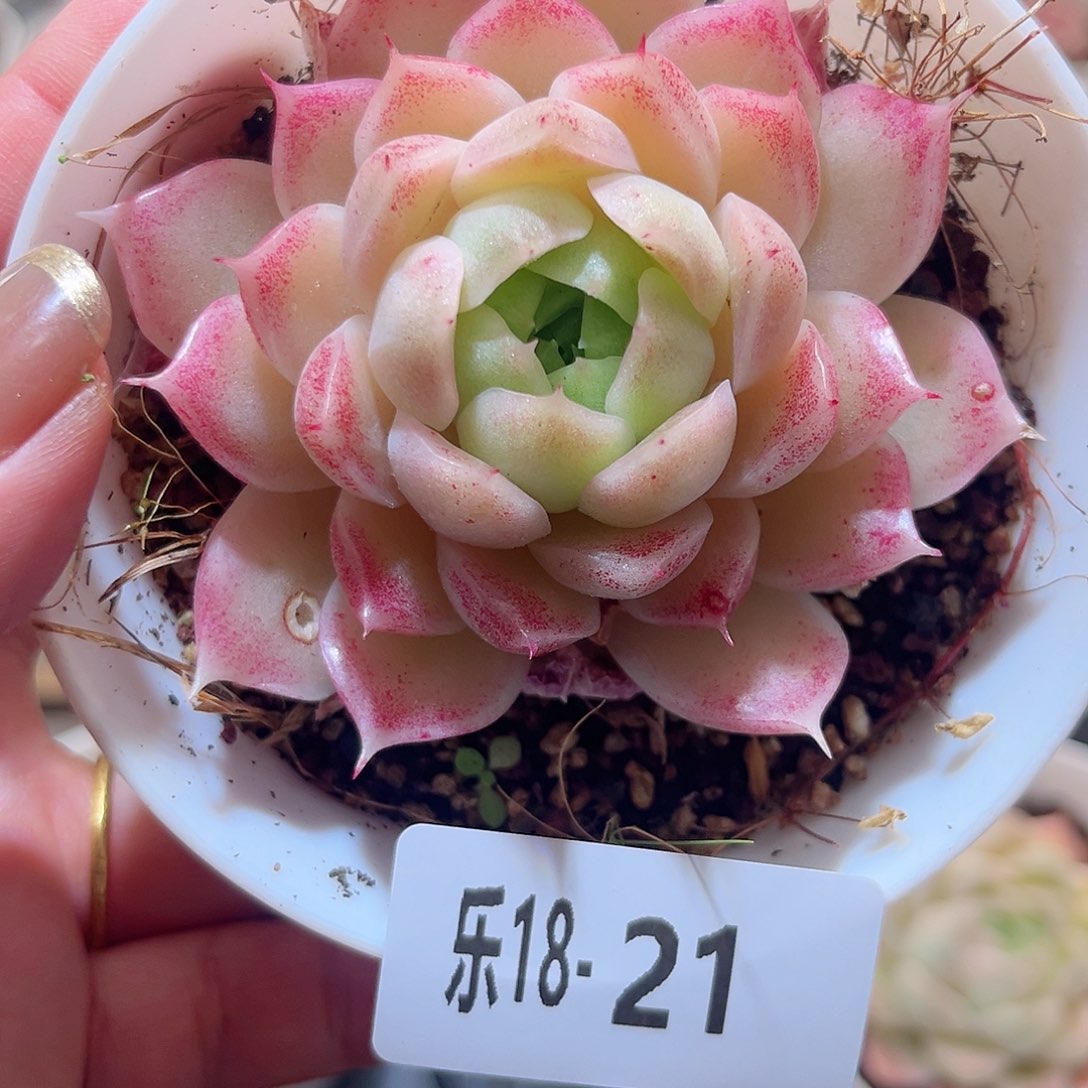 乐18-21 麦秆单头微瑕