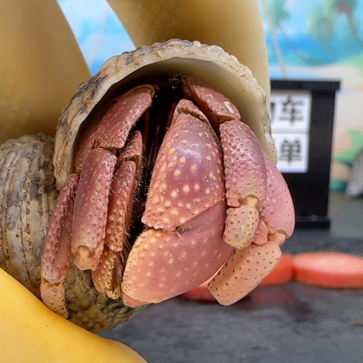 初***二西沙粉色短腕2.0cm口径