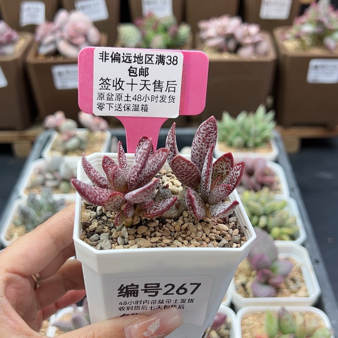 267赤兔多肉植物