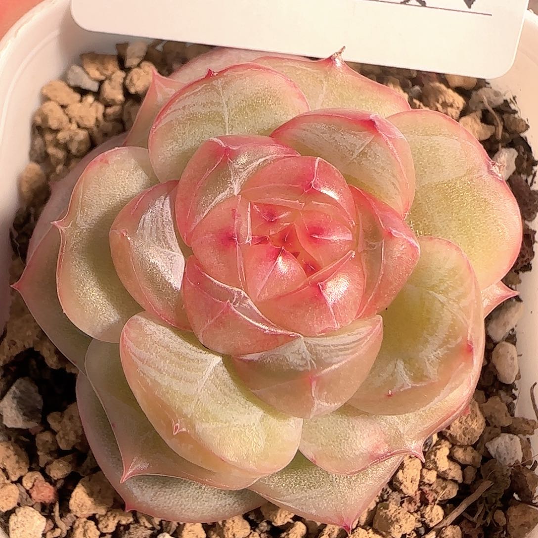 多肉1206-263钻石珍妮