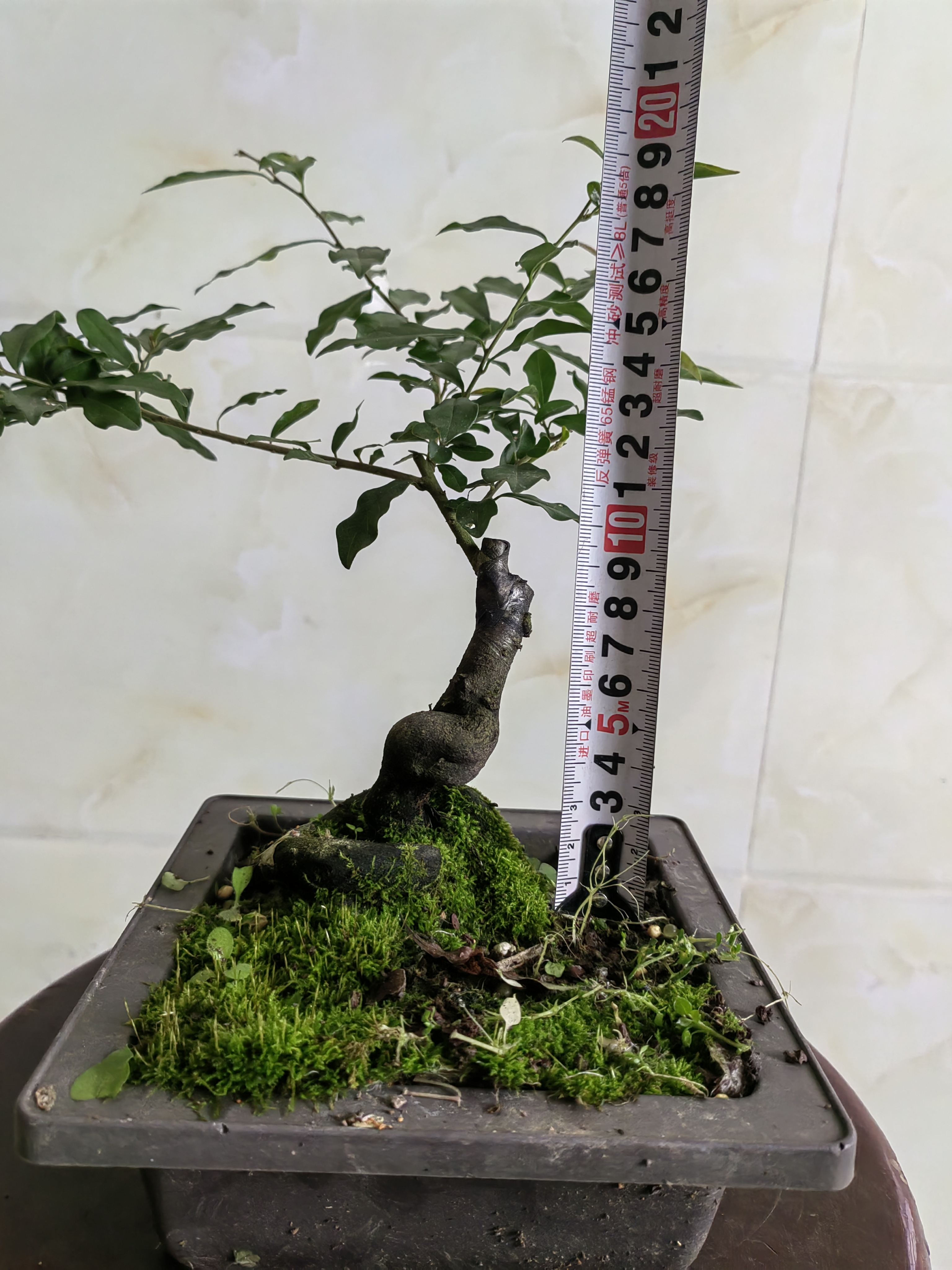 灌木金弹子盆栽绿植付米链接