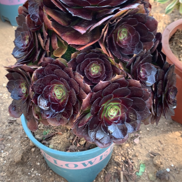 201黑美人多肉植物特价