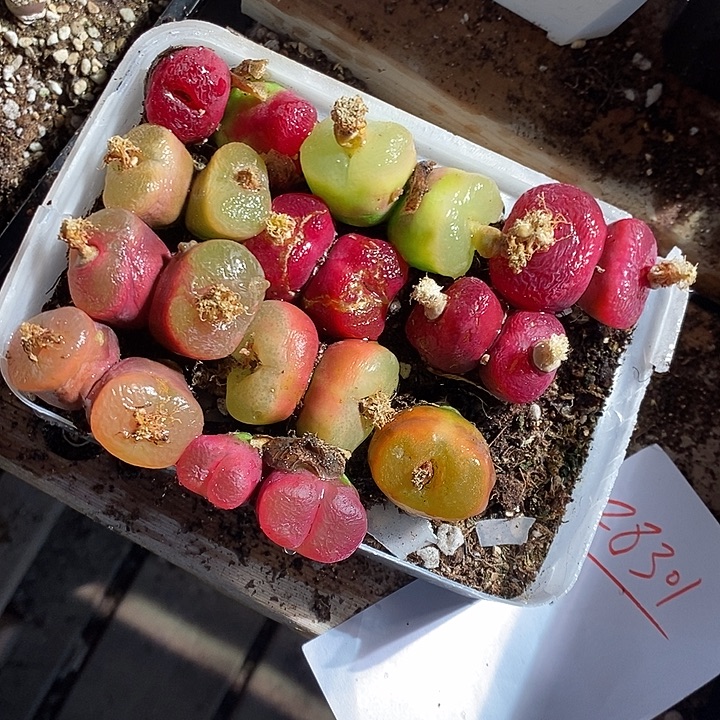 28301。 一组蟠桃瑕疵福利。