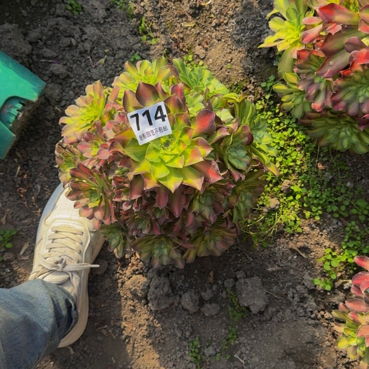 少华花27-22包邮花花