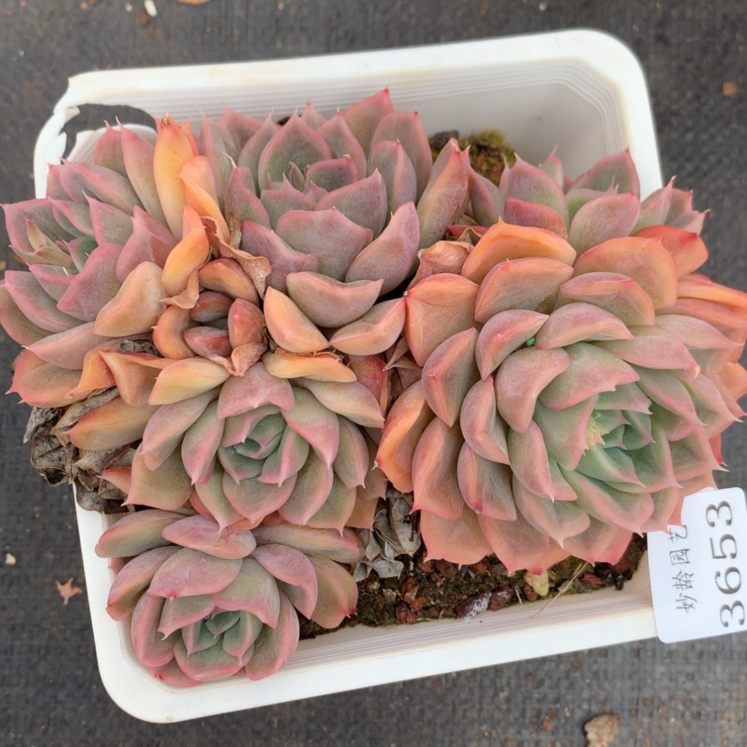 3653杂交精品基地14厘米