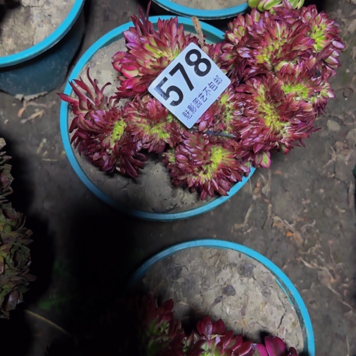 法师多肉29-46包邮花花
