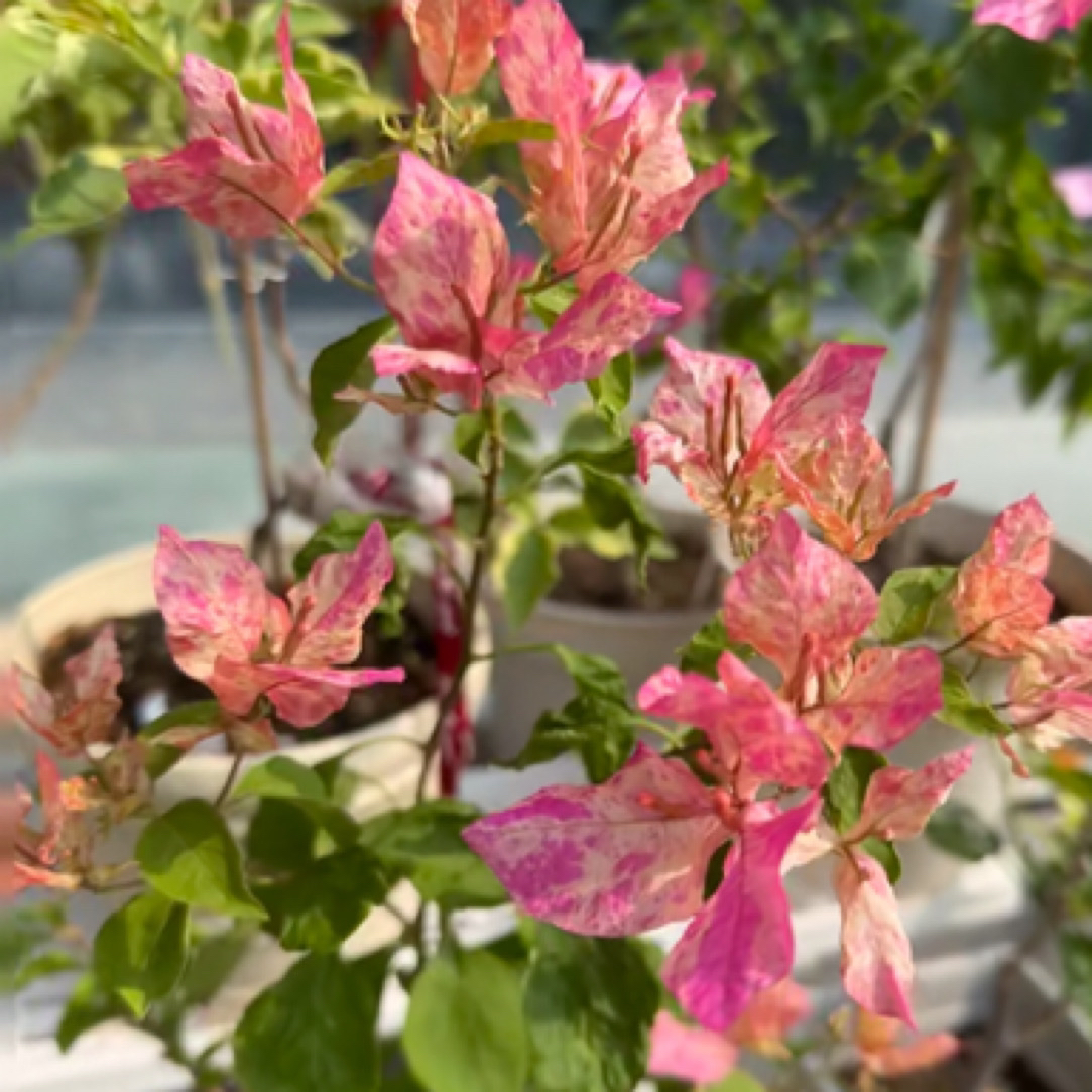 森朴【水·九月】原生扦插袋苗三角梅（包对版不包售后）