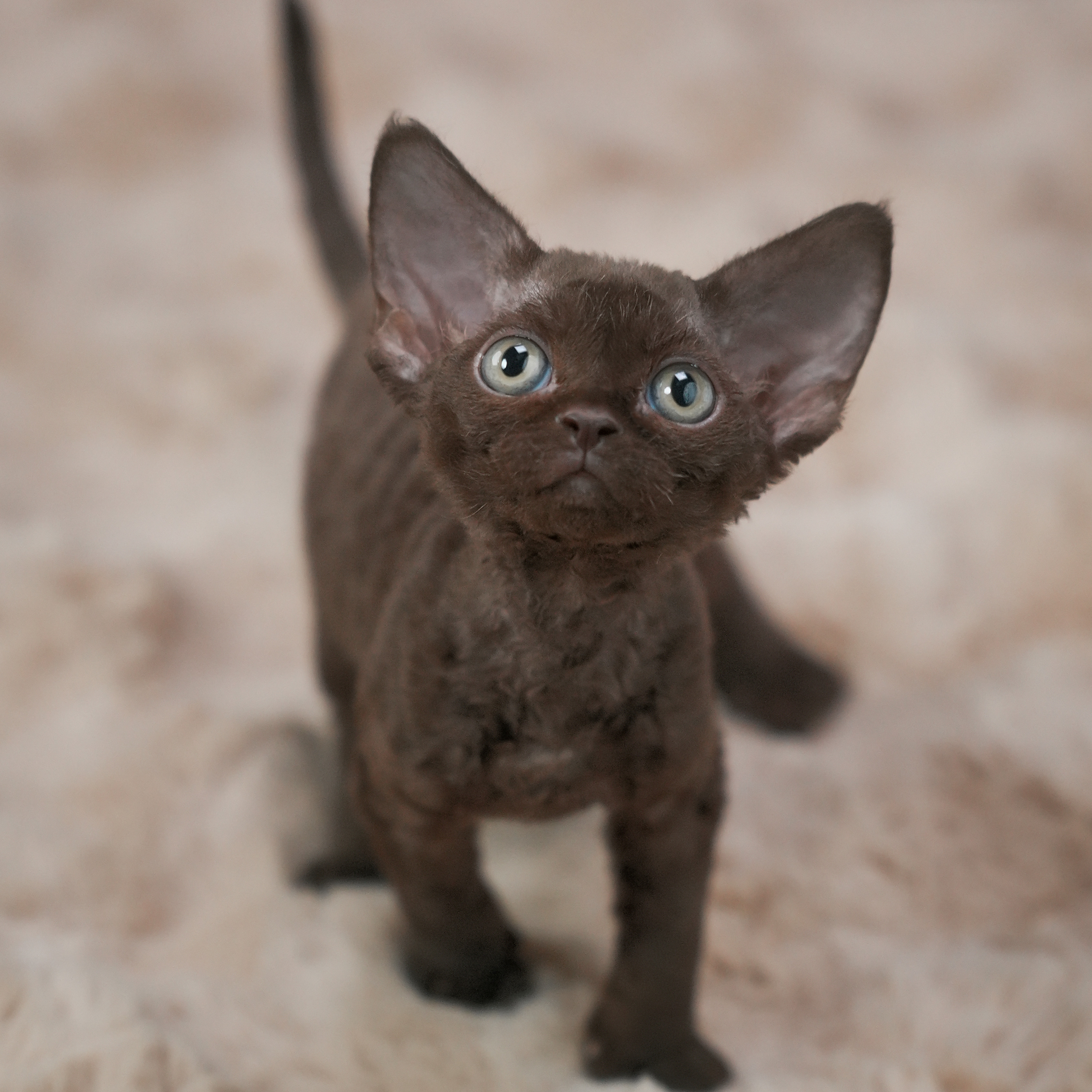 0928咖色妹妹-核桃