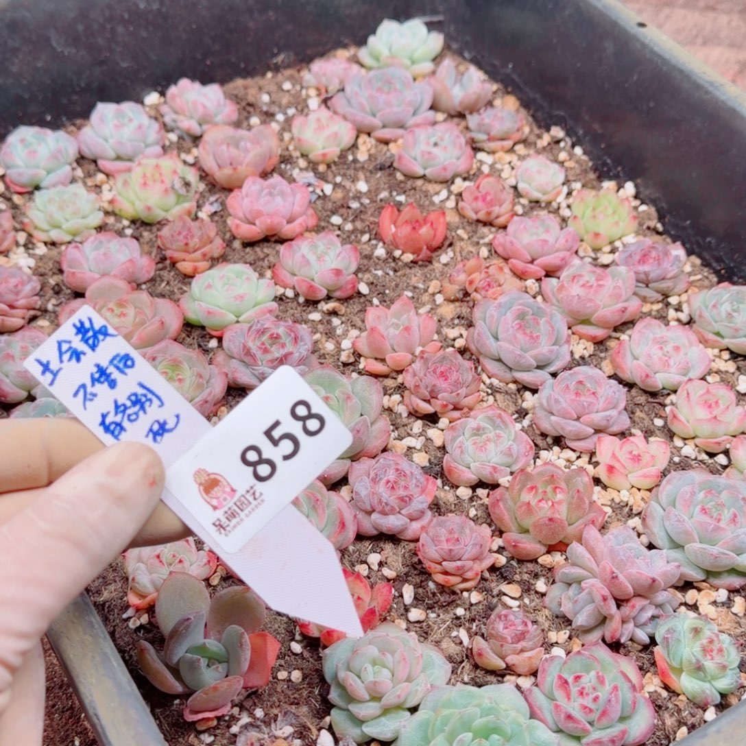 多肉植物多肉植物