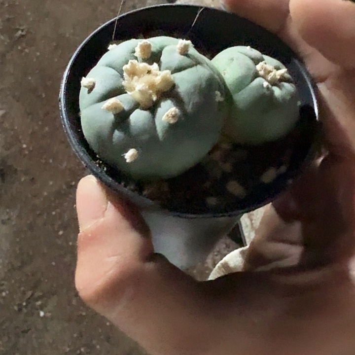 春***来无花朵鱼哈哈哈哈哈哈呼呼呼